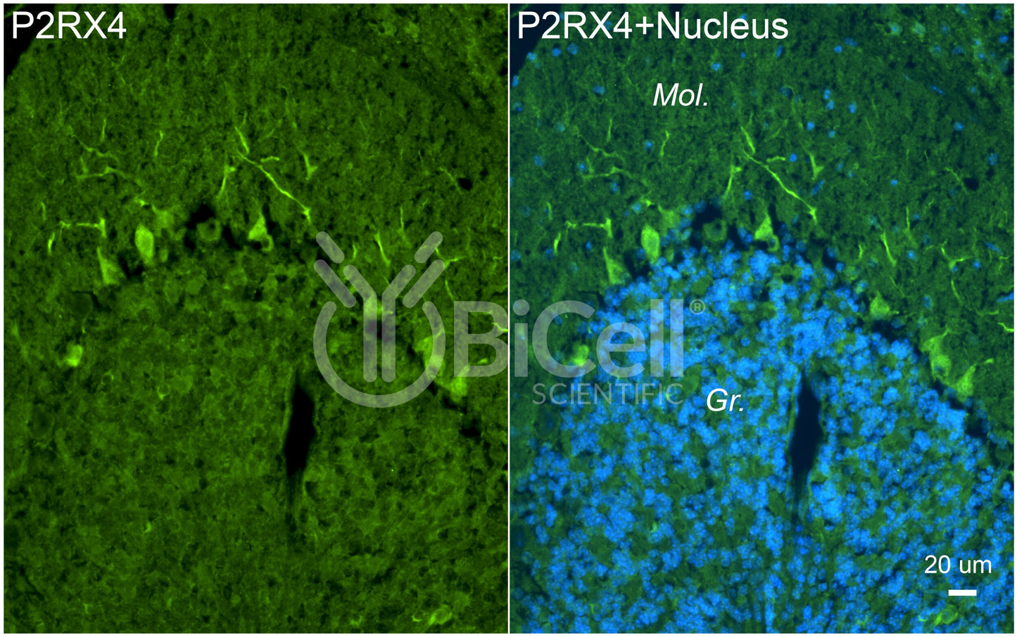 P2RX4 (P2X4) Antibody - FFPE Validated