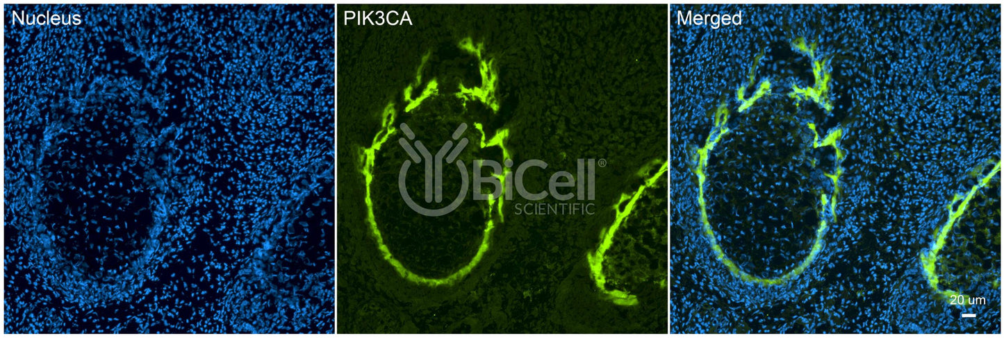PIK3CA (PI3K-alpha or p110-alpha) Antibody