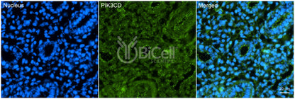 PIK3CD (P110DELTA or p110D) Antibody