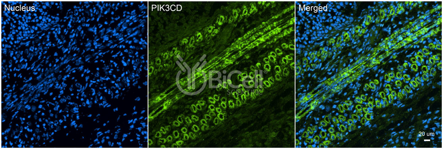 PIK3CD (P110DELTA or p110D) Antibody