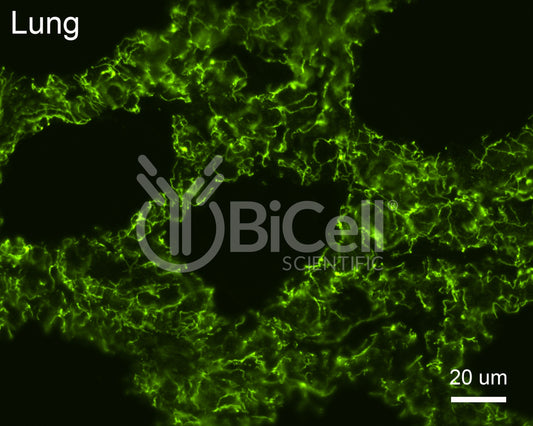 PALS1 (MPP5) Antibody
