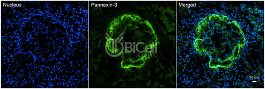 Pannexin-3 (PANX3) Antibody