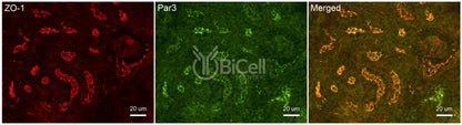 Par3 (PARD3) Antibody - FFPE Validated
