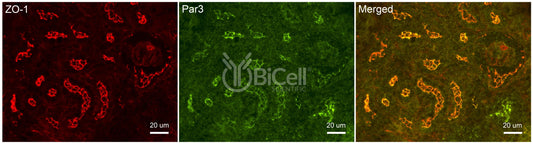 Par3 (PARD3) Antibody