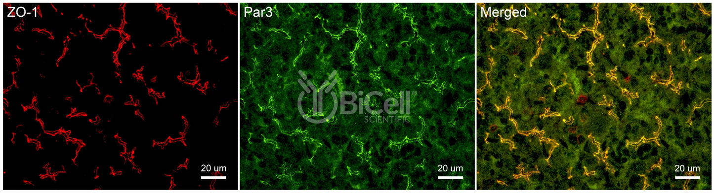 Par3 (PARD3) Antibody - FFPE Validated