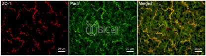 Par3 (PARD3) Antibody - FFPE Validated