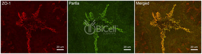 Par6a (PARD6A) Antibody - FFPE Validated