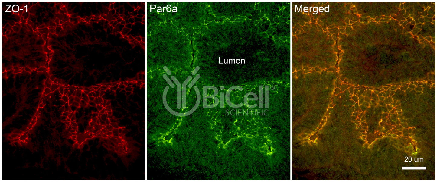 Par6a (PARD6A) Antibody - FFPE Validated