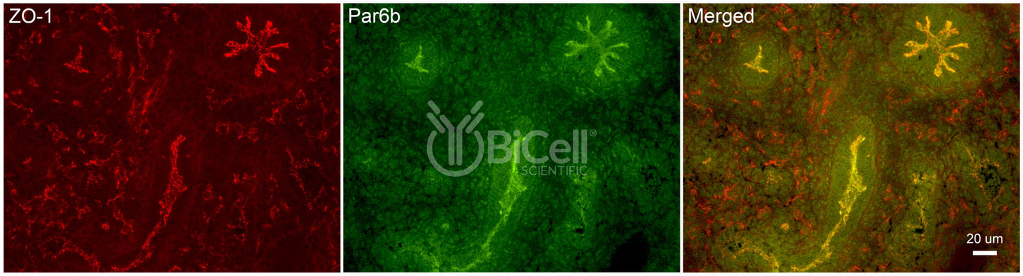 Par6b (PARD6B) Antibody