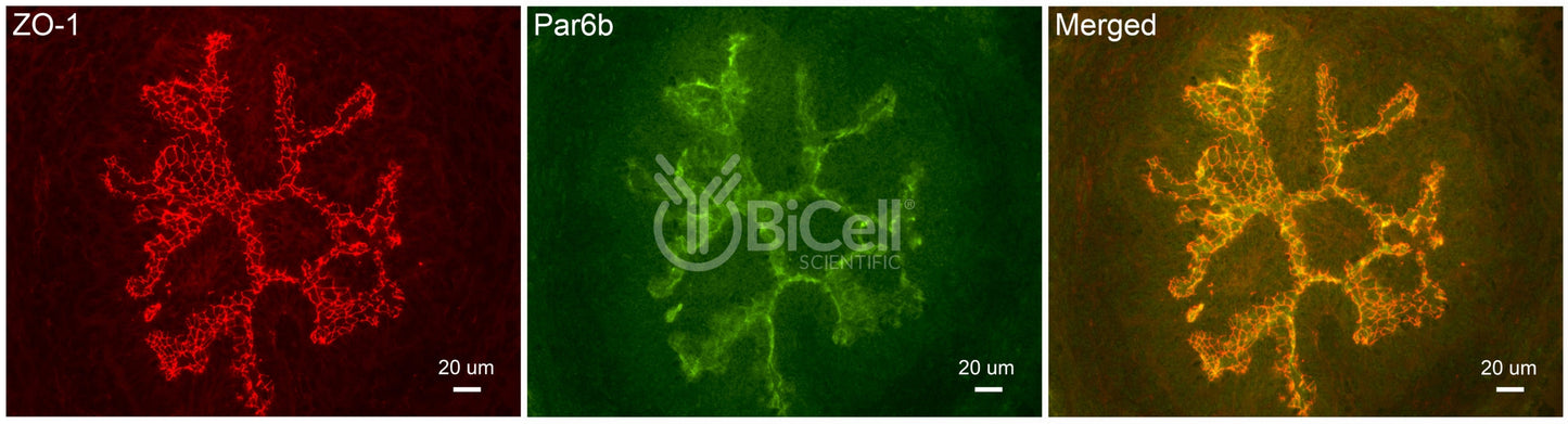 Par6b (PARD6B) Antibody