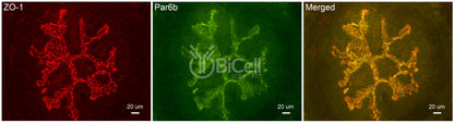 Par6b (PARD6B) Antibody