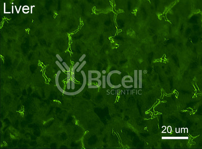 PATJ Antibody