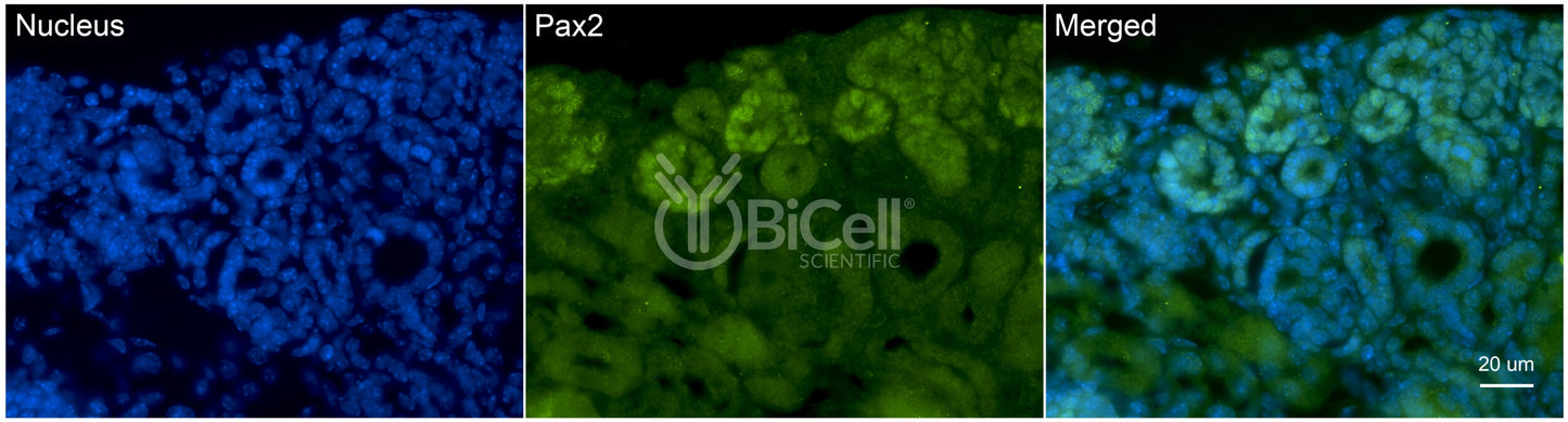 PAX2 Antibody - Western Blot Validated