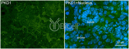 Polycystin-1 (PKD1) Antibody - FFPE Validated