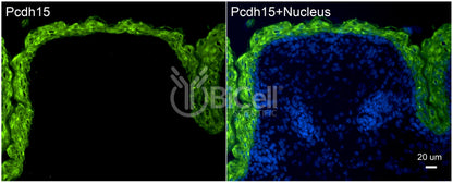 Protocadherin-15 (PCDH15 or CDHR15 or USH1F or DFNB23) Antibody - Western Blot Validated