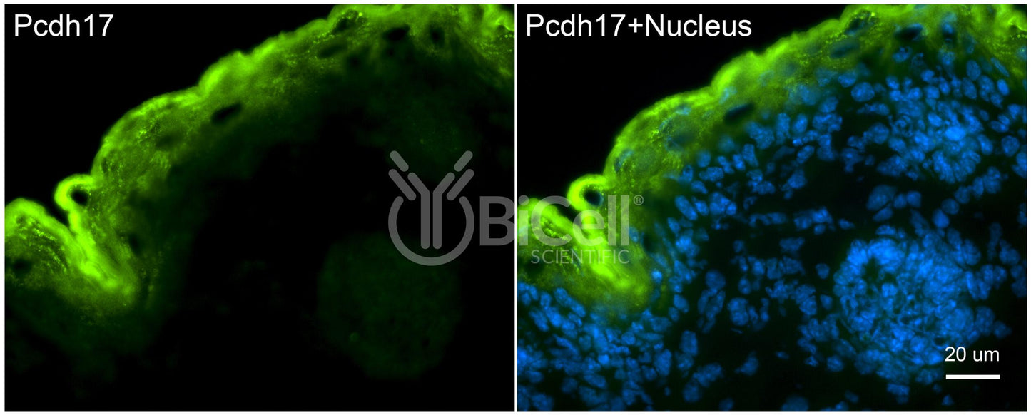 Protocadherin-17 (PCDH17 or PCDH68) Antibody - Western Blot Validated