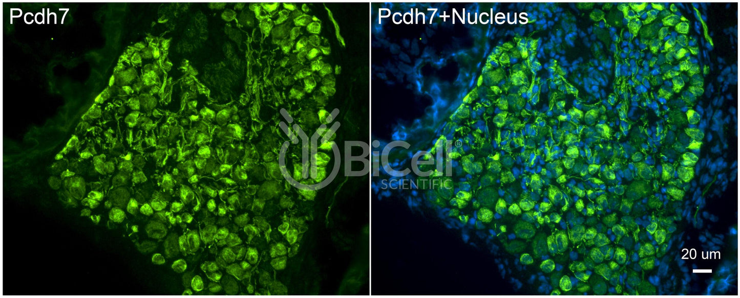 Protocadherin-7 (PCDH7 or BHPCDH) Antibody