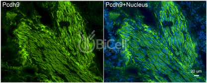 Protocadherin-9 (PCDH9) Antibody - Western Blot Validated