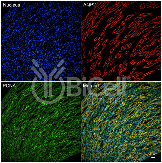 PCNA Antibody