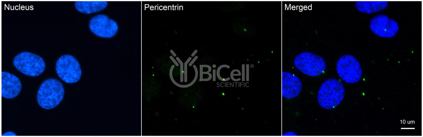 Pericentrin (PCNT or PCNT2 or Kendrin) Antibody - Western Blot Validated