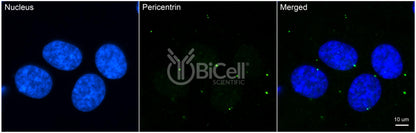 Pericentrin (PCNT or PCNT2 or Kendrin) Antibody - Western Blot Validated