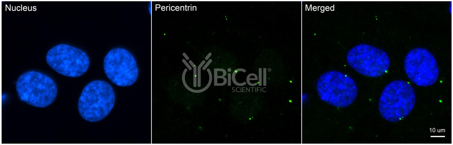 Pericentrin (PCNT or PCNT2 or Kendrin) Antibody