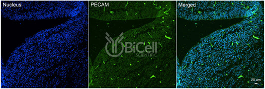 PECAM1 (CD31) Antibody
