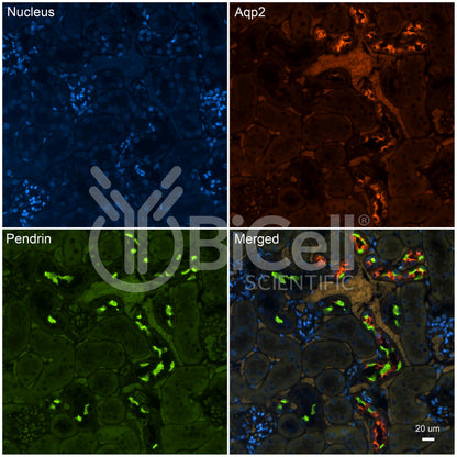 Pendrin (Slc26a4) Antibody - FFPE Validated