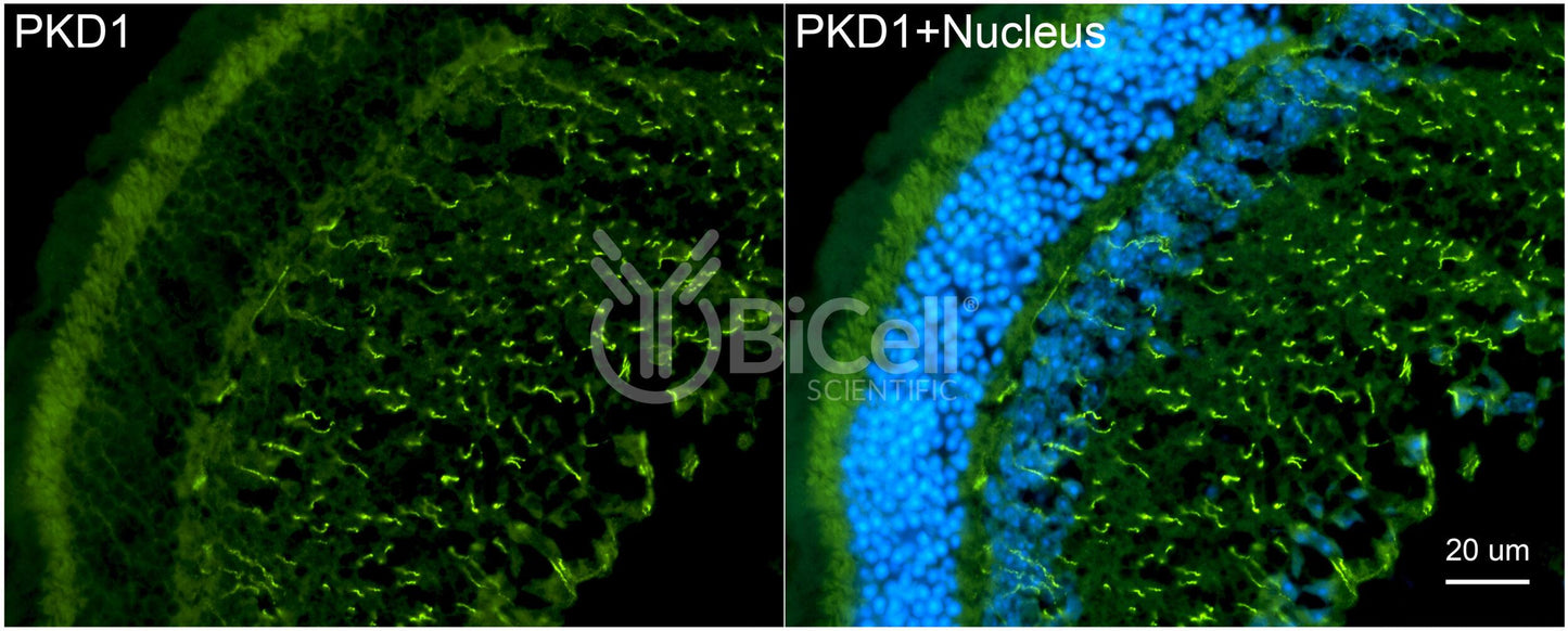 Polycystin-1 (PKD1) Monoclonal Antibody (B2 Clone)