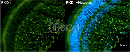 Polycystin-1 (PKD1) Monoclonal Antibody (B2 Clone)