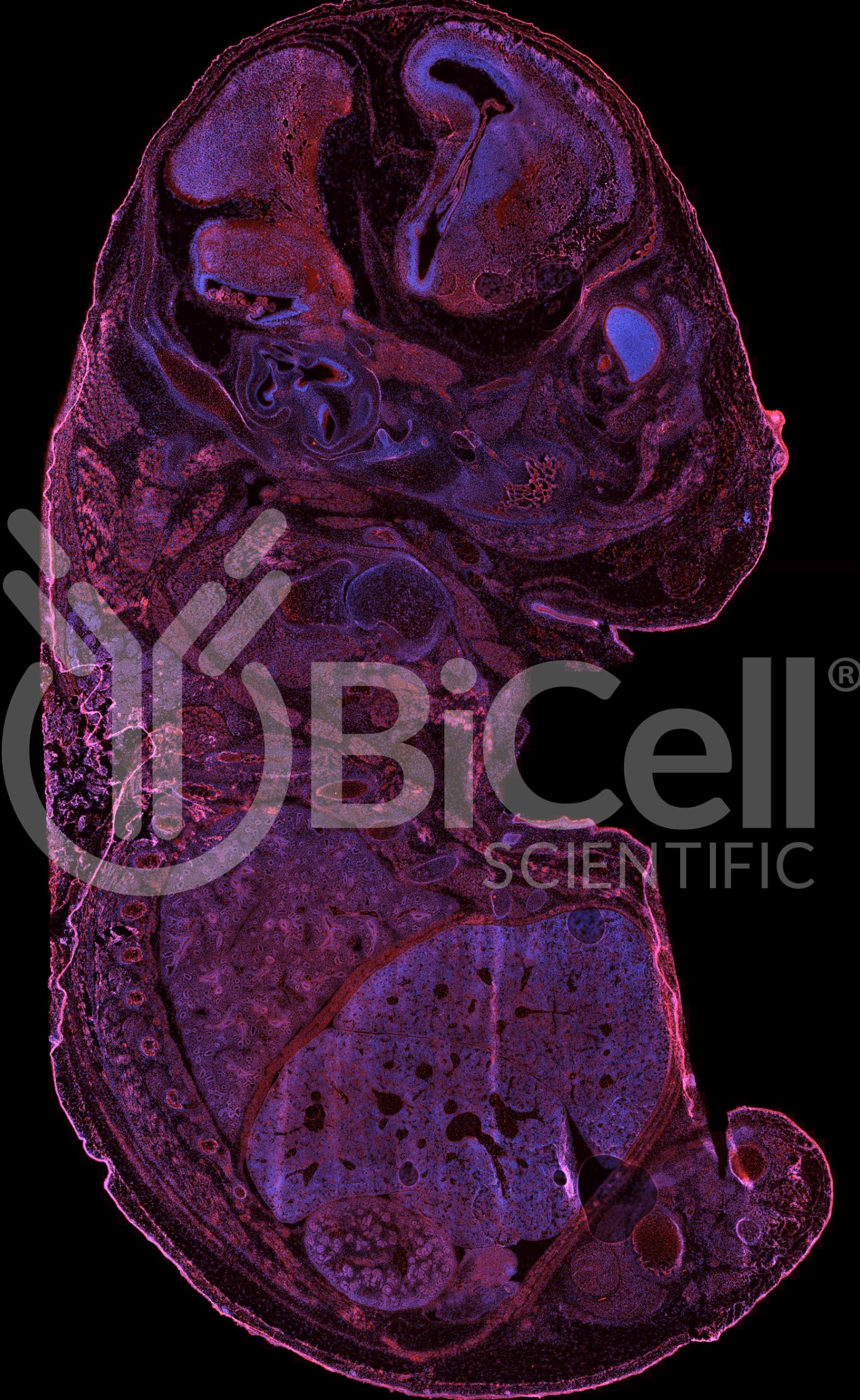 R-Cadherin (Cadherin-4 or CDH4) Antibody - FFPE Validated