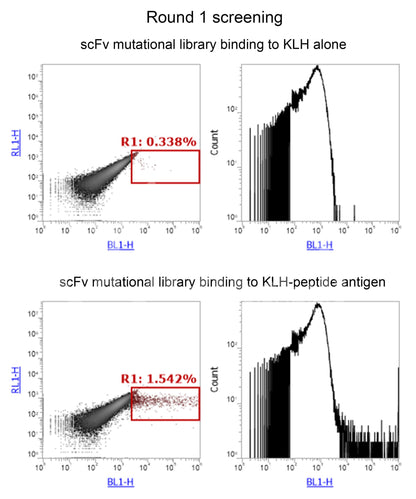 Affinity Maturation or Degeneration for Custom Antibody