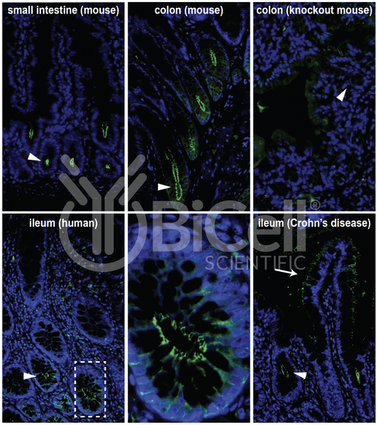 Claudin-2 (CLDN2) Monoclonal Antibody (E5 Clone) - Western Blot Validated