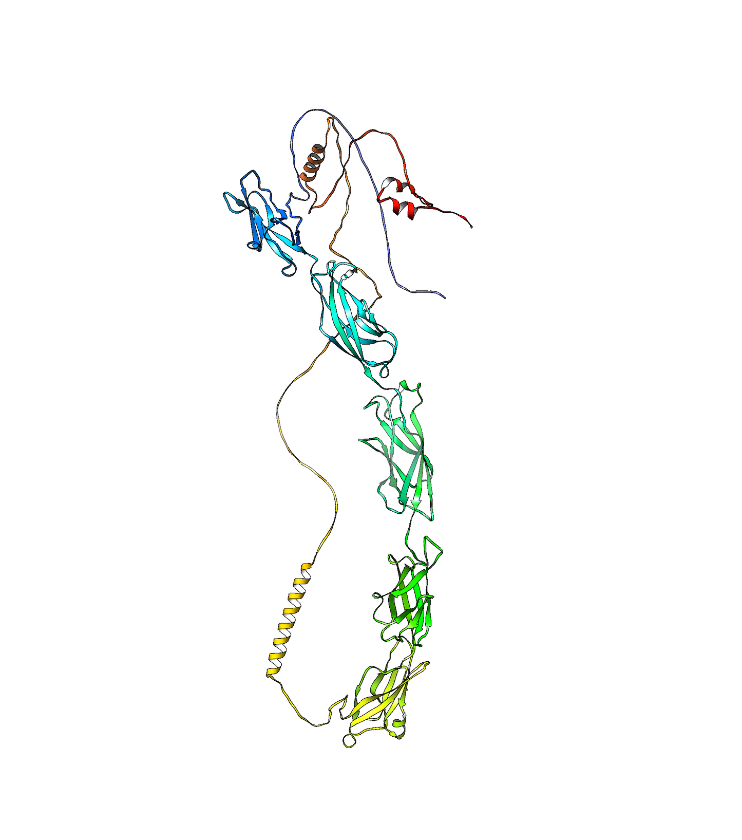 Cadherin-6 (CDH6) (zebrafish) Antibody - FFPE Validated