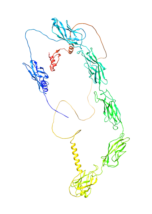 Desmocollin-2 (DSC2) (Extracellular) (Human) Antibody