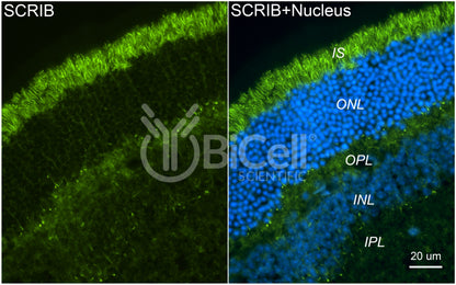 SCRIB (Scribble or SCRIBL) Antibody