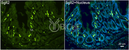 SGLT2 (Slc5a2) Antibody - Western Blot Validated