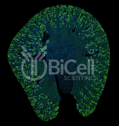 SGLT2 (Slc5a2) Antibody