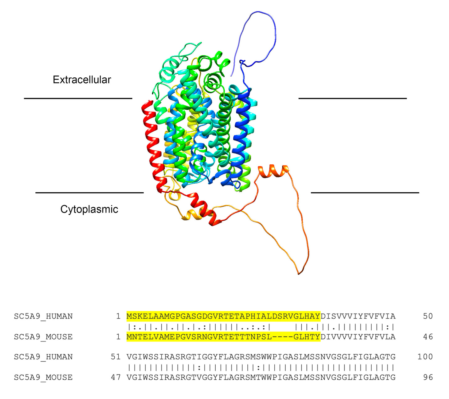 SGLT4 (Slc5a9) (Human) Antibody
