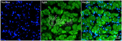 SGLT4 (Slc5a9) Antibody - FFPE Validated