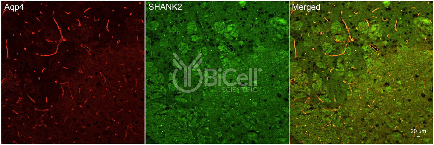 SHANK2 Antibody - Western Blot Validated