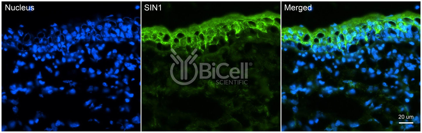 MAPKAP1 (SIN1) Antibody - Western Blot Validated