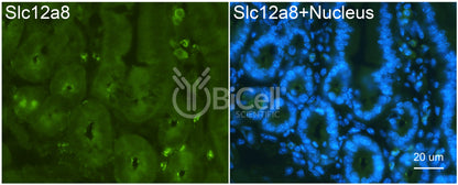 SLC12A8 (CCC9) Antibody