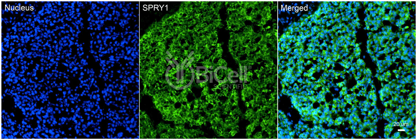 SPRY1 Antibody - Western Blot Validated