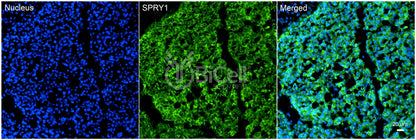 SPRY1 Antibody - Western Blot Validated