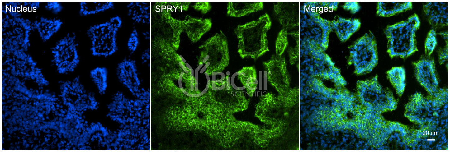 SPRY1 Antibody - Western Blot Validated