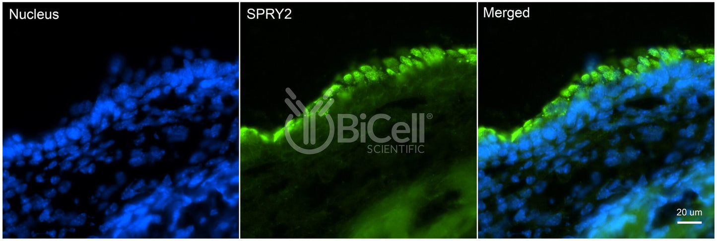 SPRY2 Antibody