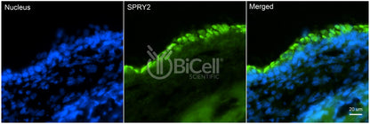 SPRY2 Antibody