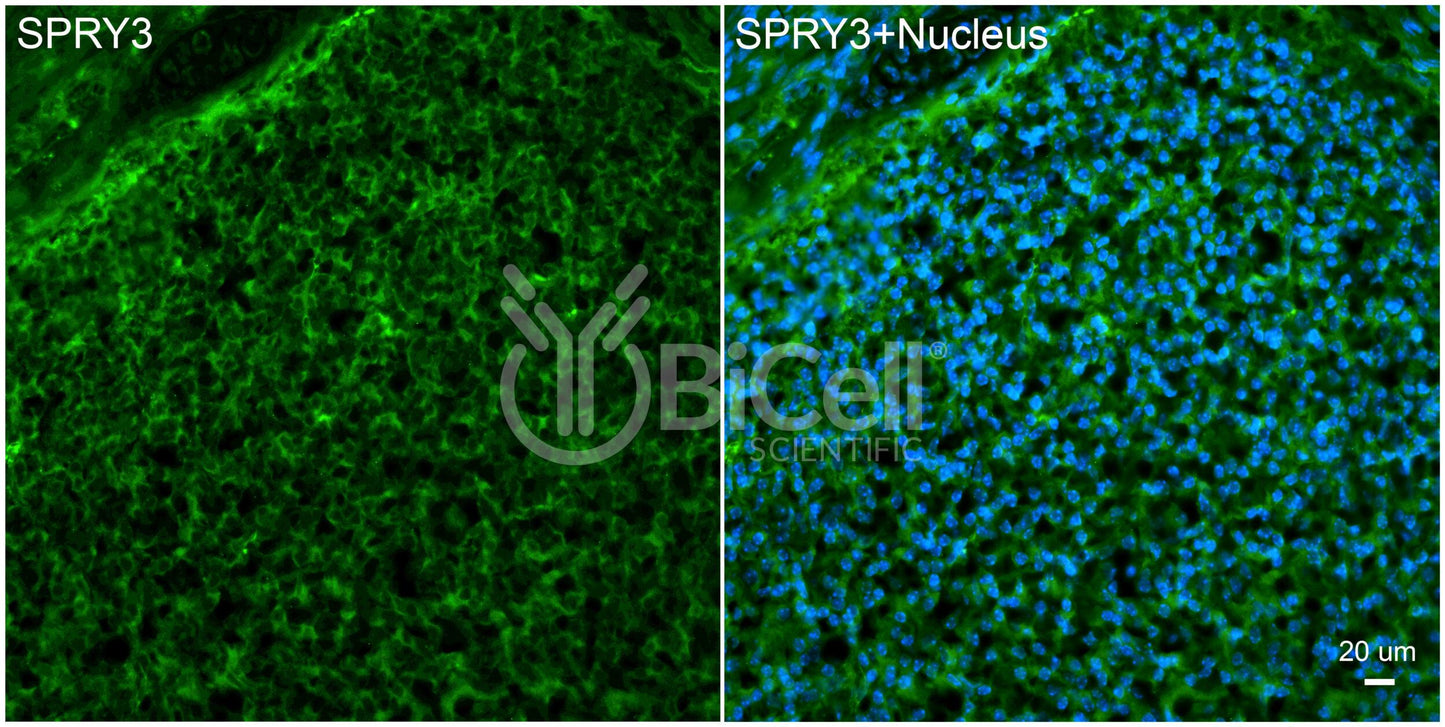 SPRY3 Antibody