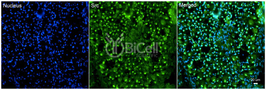 SRC Antibody